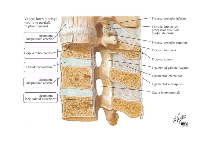 Anatomia complexului ligamento-vertebro-discal